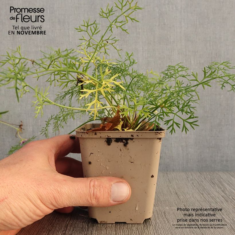 Ejemplar de Peucedanum - Peucedanum rablense Maceta de 8/9 cm entregado en otoño