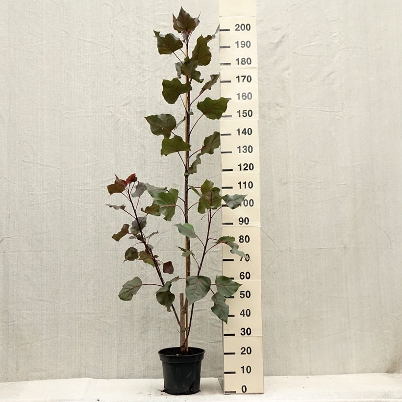 Ejemplar de Populus deltoides Fuego - Álamo negro de Norteamérica Maceta 7,5L/10L entregado en verano