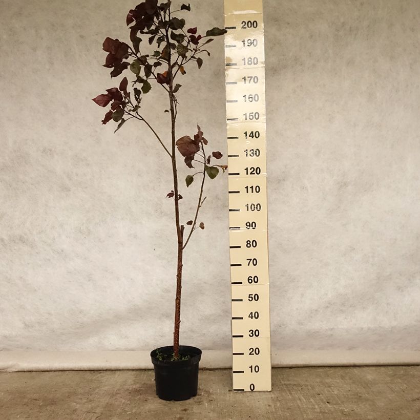 Ejemplar de Populus deltoides Purple Tower - Álamo negro de Norteamérica Maceta 4L/5L entregado en verano