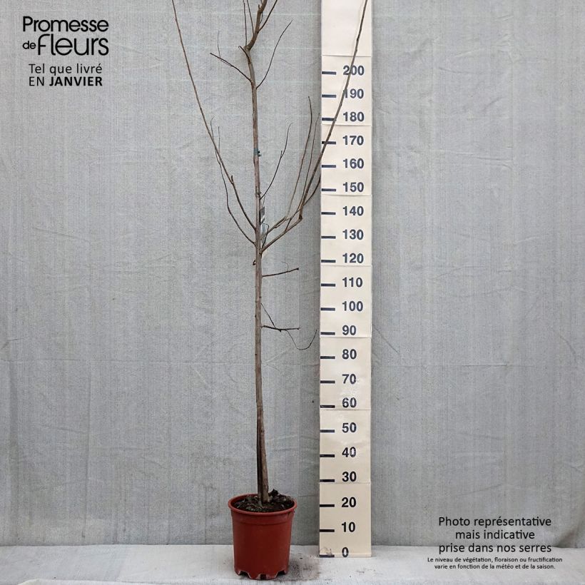 Populus euramericana Robusta - Álamo negro del Canadá Maceta 7,5L/10L Ejemplar entregado en invierno