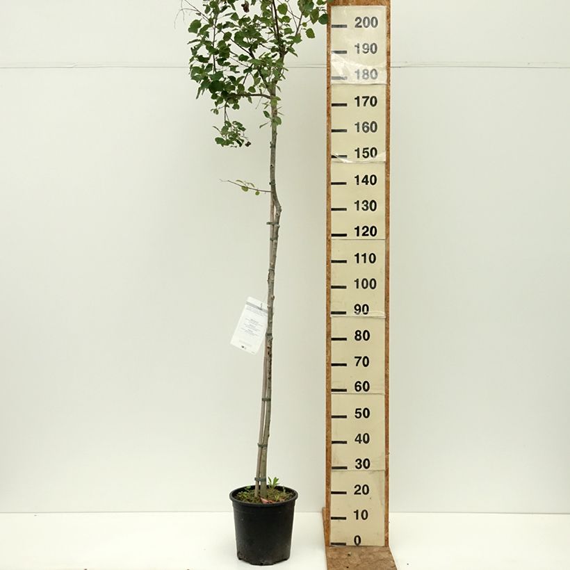 Ejemplar de Populus tremula - Álamo temblón Maceta 7,5L/10L entregado en verano