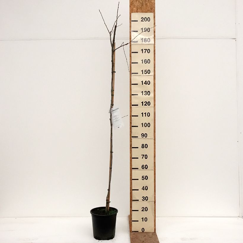 Populus tremula - Álamo temblón Maceta 7,5L/10L Ejemplar entregado en invierno