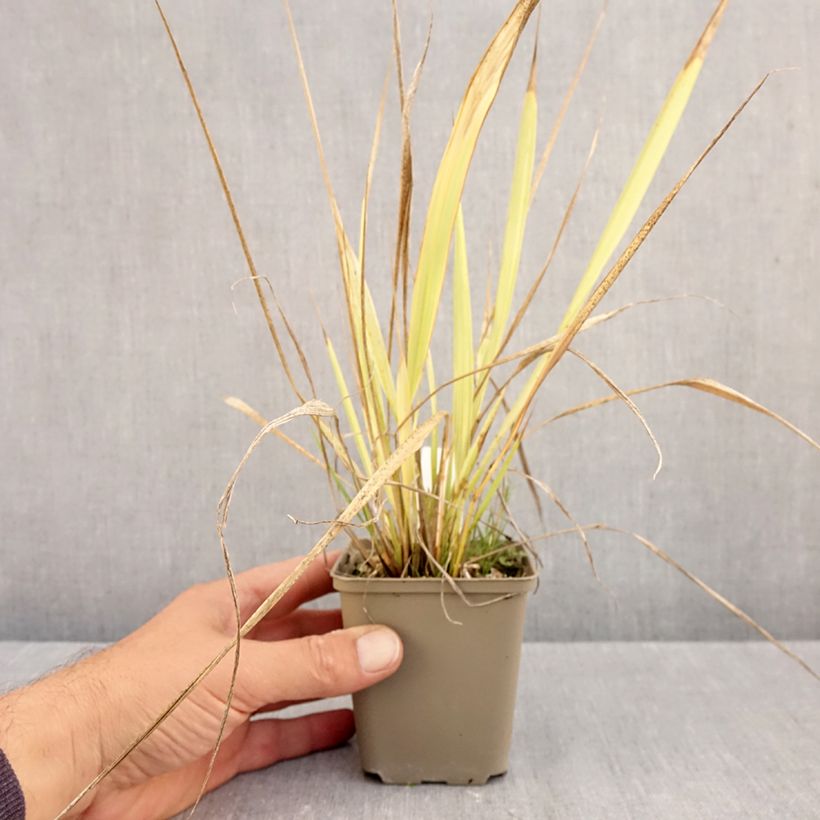 Ejemplar de Phaenosperma globosa Maceta de 8/9 cm entregado en otoño