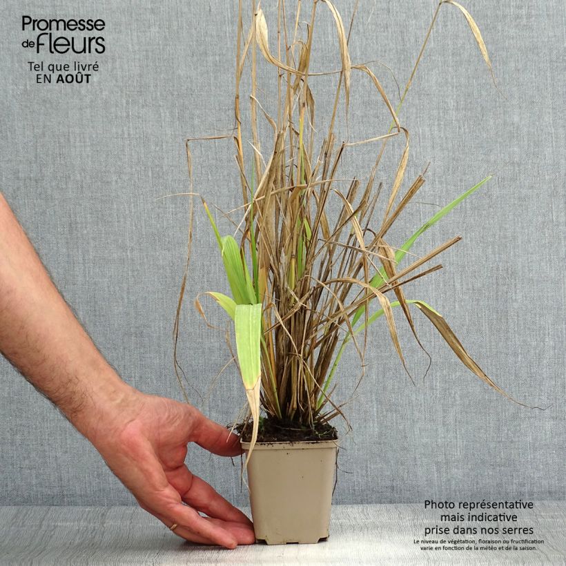 Ejemplar de Phaenosperma globosa Maceta de 8/9 cm entregado en verano