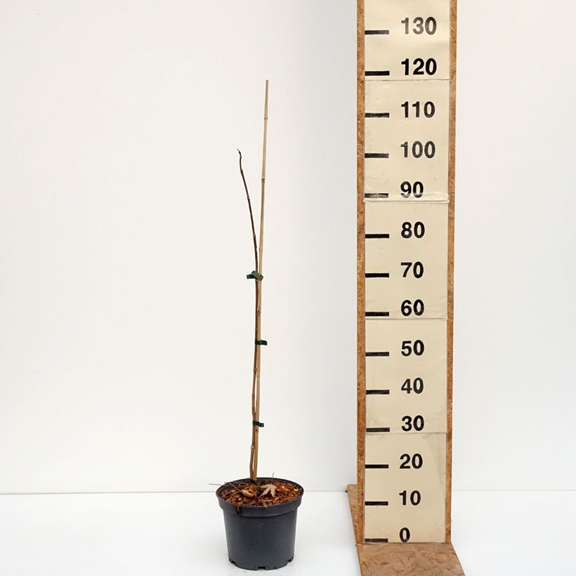 Ejemplar de Phellodendron amurense - árbol de Amur Maceta 4L/5L entregado en otoño