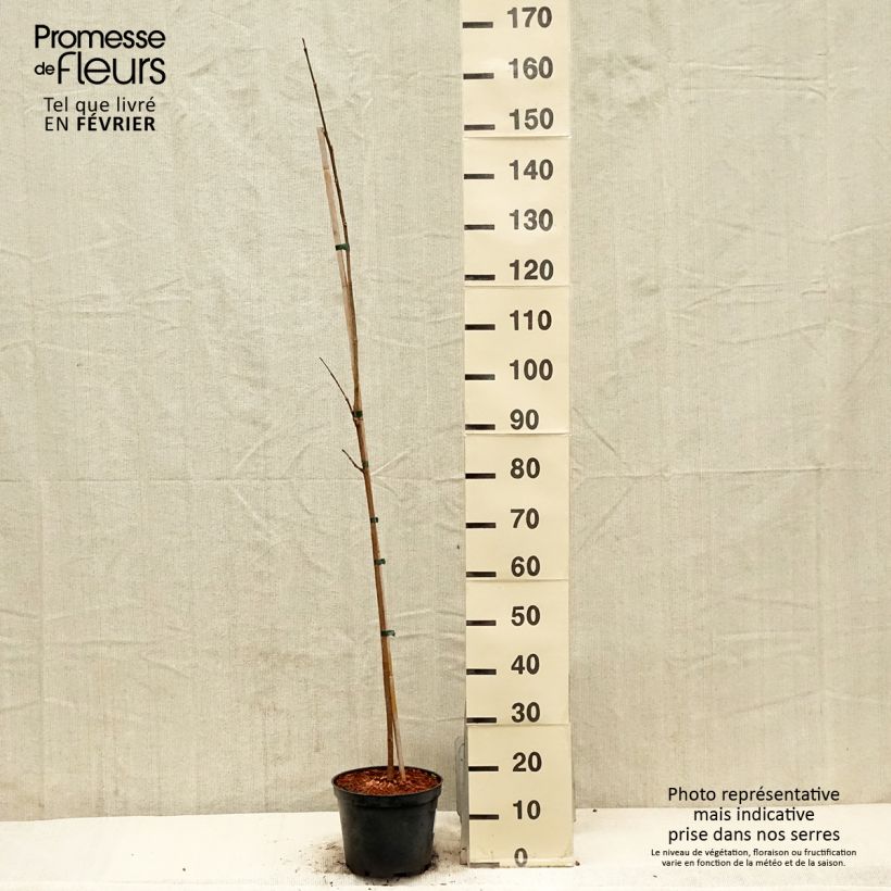 Phellodendron amurense - árbol de Amur Maceta 4L/5L Ejemplar entregado en invierno