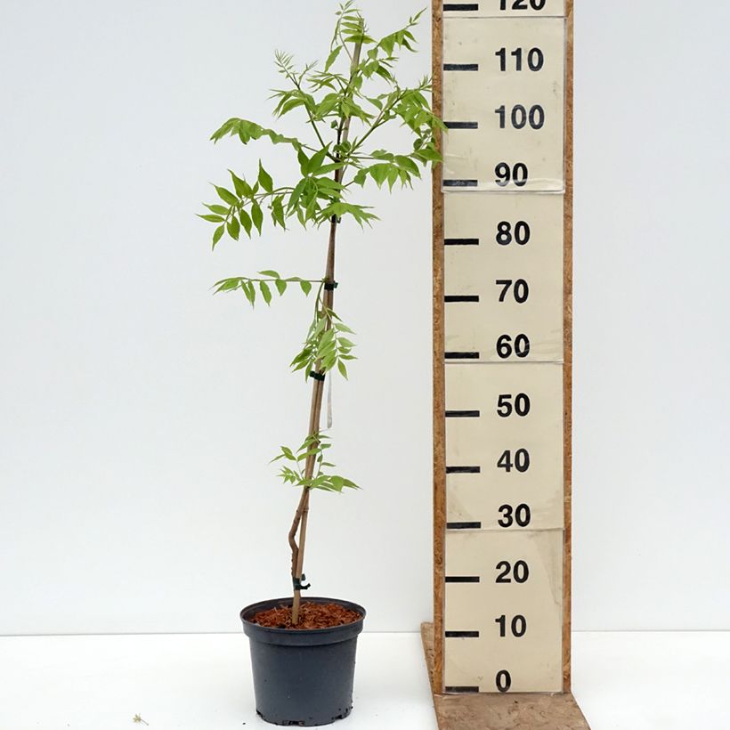 Phellodendron amurense - árbol de Amur Maceta 4L/5L Ejemplar entregado en la primavera