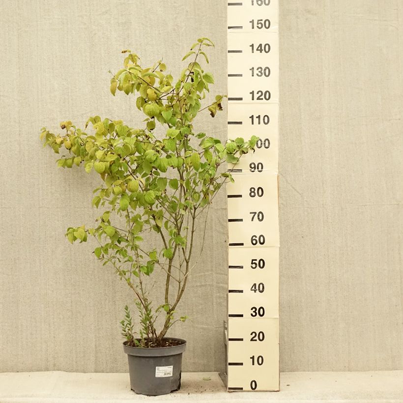 Ejemplar de Philadelphus Bouquet Blanc - Celinda Maceta 7,5L/10L entregado en verano