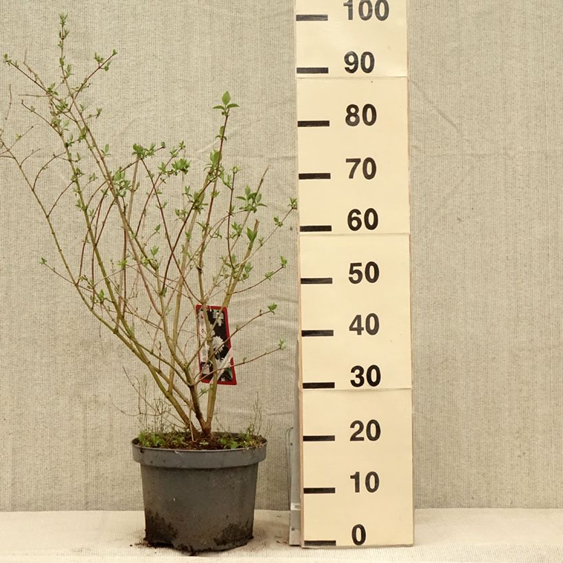 Philadelphus Bouquet Blanc - Celinda Maceta 7,5L/10L Ejemplar entregado en la primavera