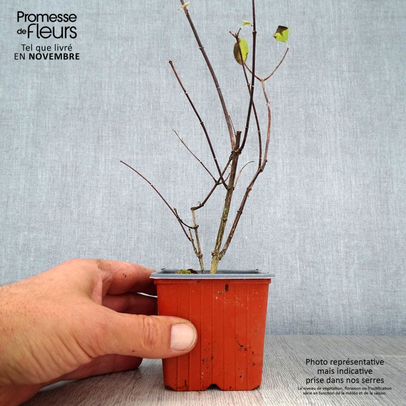 Ejemplar de Philadelphus coronarius - Celinda Maceta de 8/9 cm entregado en otoño