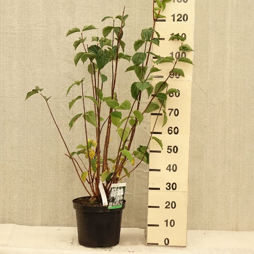 Ejemplar de Philadelphus coronarius - Celinda Maceta 4L/5L entregado en otoño