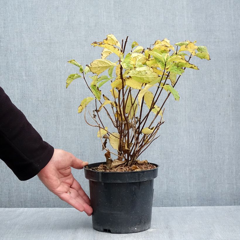 Ejemplar de Philadelphus coronarius - Celinda Maceta 2L/3L entregado en otoño