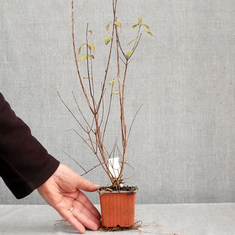 Ejemplar de Philadelphus Dame Blanche - Celinda Maceta de 8/9 cm entregado en otoño