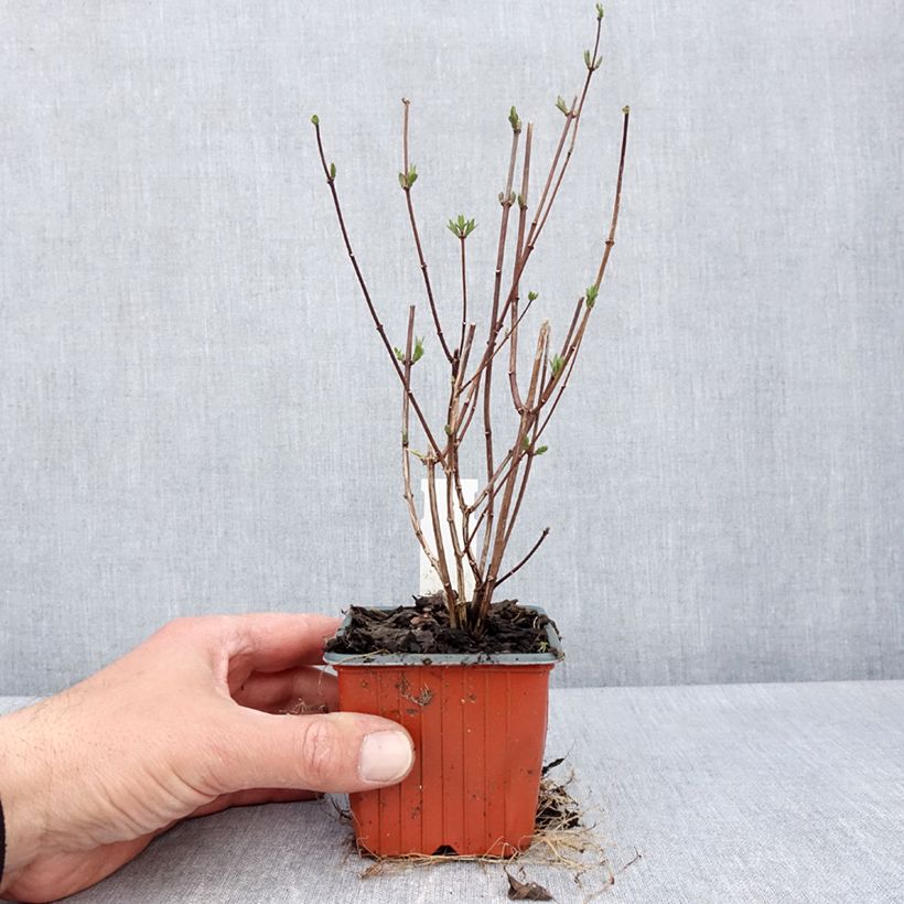 Philadelphus Dame Blanche - Celinda Maceta de 8/9 cm Ejemplar entregado en la primavera