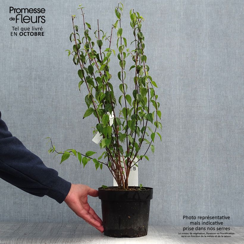 Ejemplar de Philadelphus Dame Blanche - Celinda Maceta 3L/4L entregado en otoño