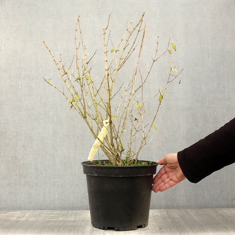 Ejemplar de Philadelphus lemoinei Innocence - Celinda Maceta 7,5L/10L entregado en otoño