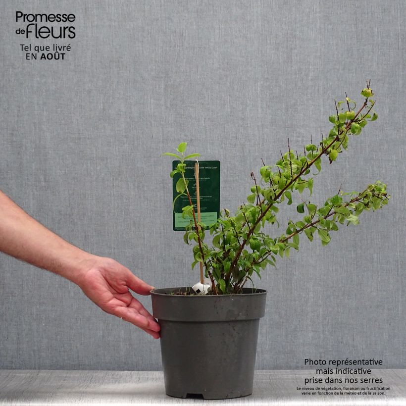 Ejemplar de Philadelphus Little White Love - Celinda Maceta 2L/3L entregado en verano