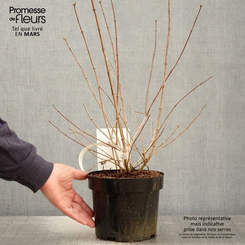 Philadelphus virginalis Minnesota Snowflake - Celinda Maceta 2L/3L Ejemplar entregado en la primavera