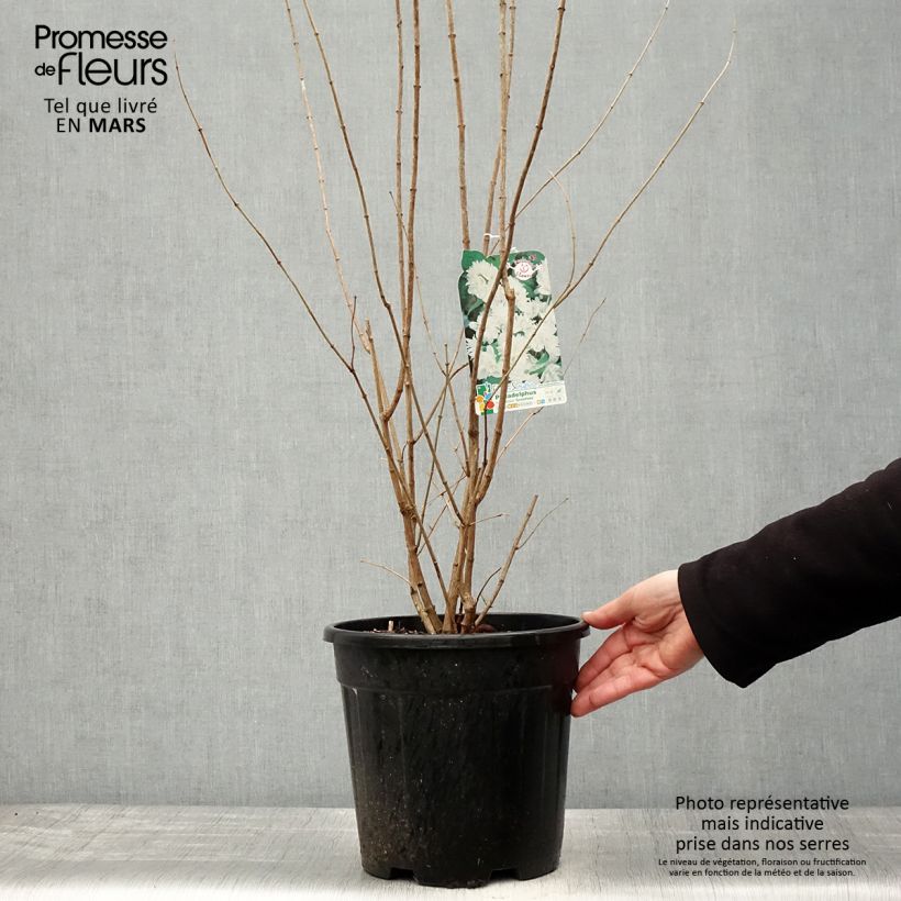 Philadelphus virginalis Minnesota Snowflake - Celinda Maceta 7,5L/10L Ejemplar entregado en la primavera