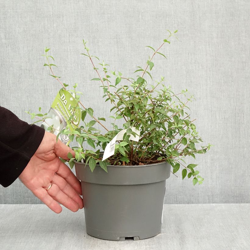 Ejemplar de Philadelphus Petite Perfume White - Celinda Maceta 3L/4L entregado en otoño
