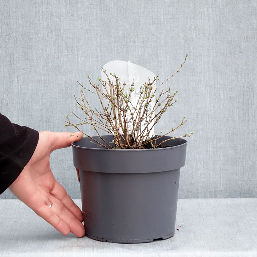 Philadelphus Petite Perfume White - Celinda Maceta 3L/4L Ejemplar entregado en la primavera