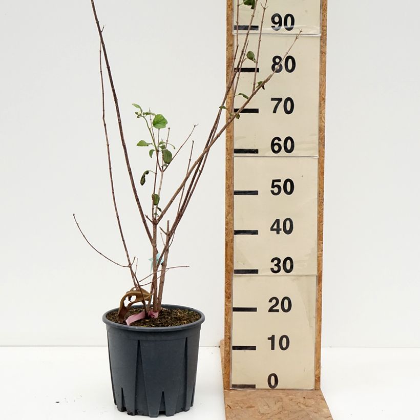 Ejemplar de Philadelphus Virginal - Celinda Maceta 7,5L/10L entregado en otoño