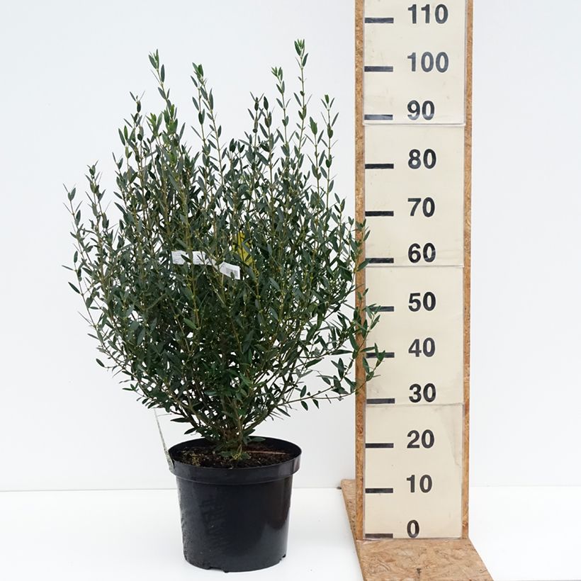 Ejemplar de Phillyrea angustifolia - Labiérnaga Maceta 7,5L/10L entregado en otoño