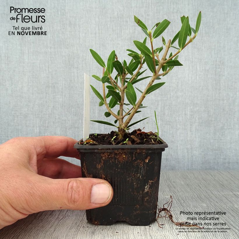 Ejemplar de Phillyrea angustifolia Green Up - Labiérnaga Maceta de 8/9 cm entregado en otoño