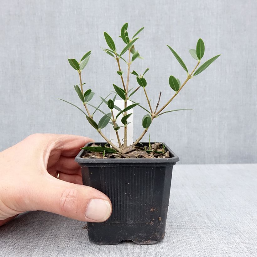 Phillyrea angustifolia Green Up - Labiérnaga Maceta de 8/9 cm Ejemplar entregado en la primavera