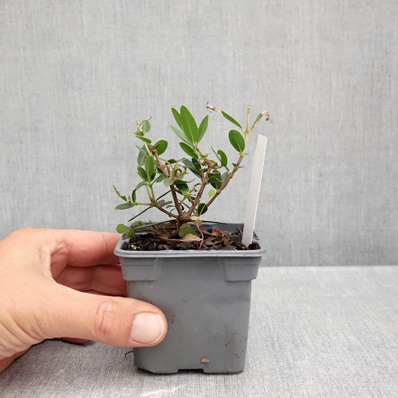 Ejemplar de Phillyrea angustifolia GreenQuick - Labiérnaga Maceta de 8/9 cm entregado en otoño