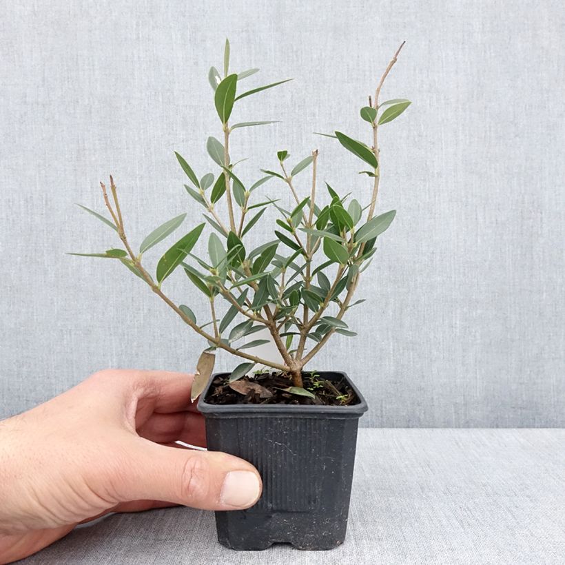 Phillyrea angustifolia GreenQuick - Labiérnaga Maceta de 8/9 cm Ejemplar entregado en la primavera