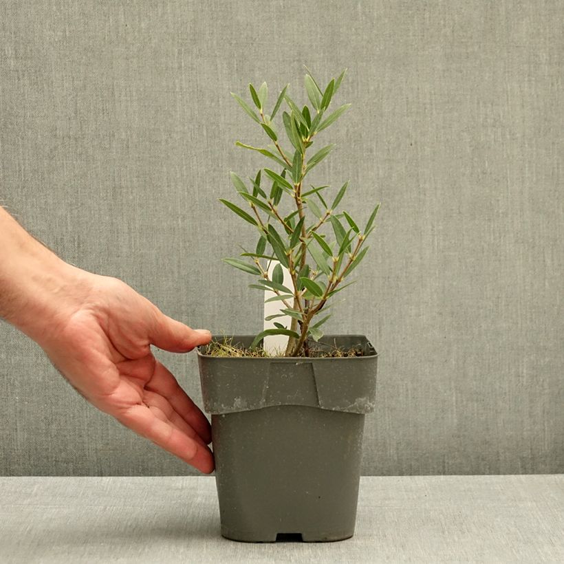 Ejemplar de Phillyrea angustifolia GreenQuick - Labiérnaga Maceta 2L/3L entregado en otoño