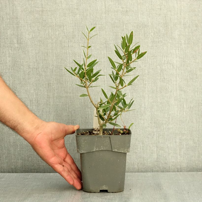 Ejemplar de Phillyrea angustifolia GreenQuick - Labiérnaga Maceta 2L/3L entregado en verano