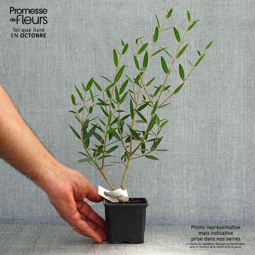 Ejemplar de Phillyrea Rosmarinifolia - Labiérnaga Maceta de 8/9 cm entregado en otoño