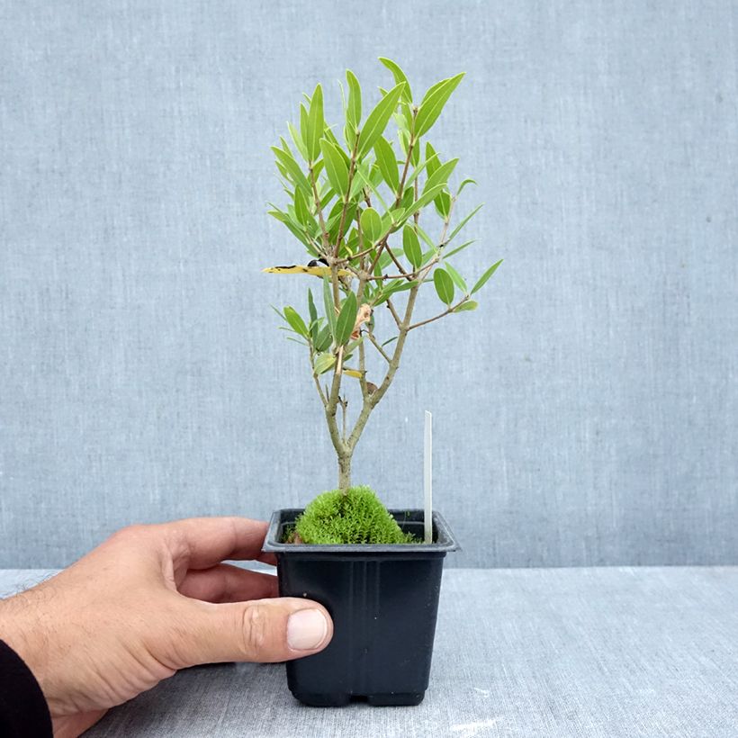 Ejemplar de Phillyrea Rosmarinifolia - Labiérnaga Maceta de 8/9 cm entregado en otoño