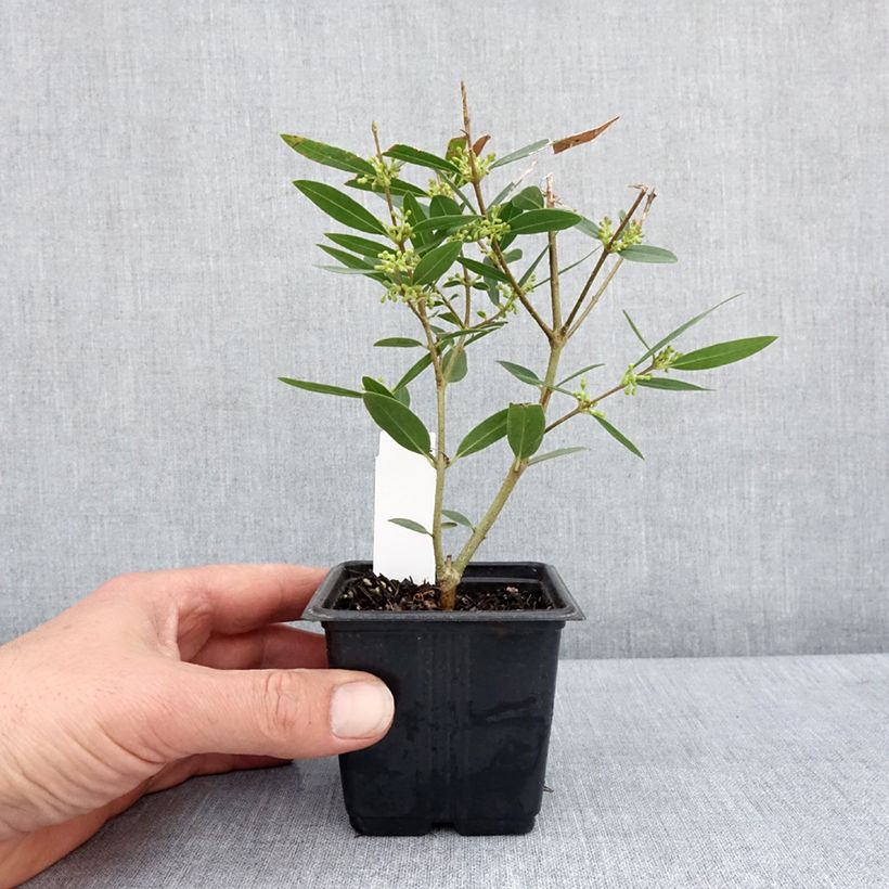 Phillyrea Rosmarinifolia - Labiérnaga Maceta de 8/9 cm Ejemplar entregado en la primavera