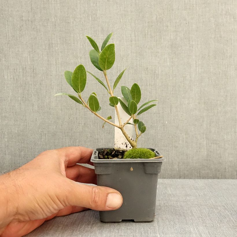 Ejemplar de Phillyrea latifolia - Labiérnaga Maceta de 8/9 cm entregado en verano