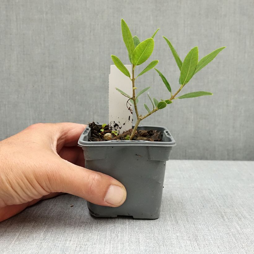 Phillyrea latifolia - Labiérnaga Maceta de 8/9 cm Ejemplar entregado en la primavera