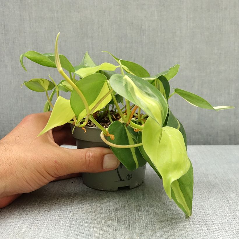 Philodendron scandens Brasil - Filodendro Maceta de 10 cm/11 cm Ejemplar entregado en la primavera