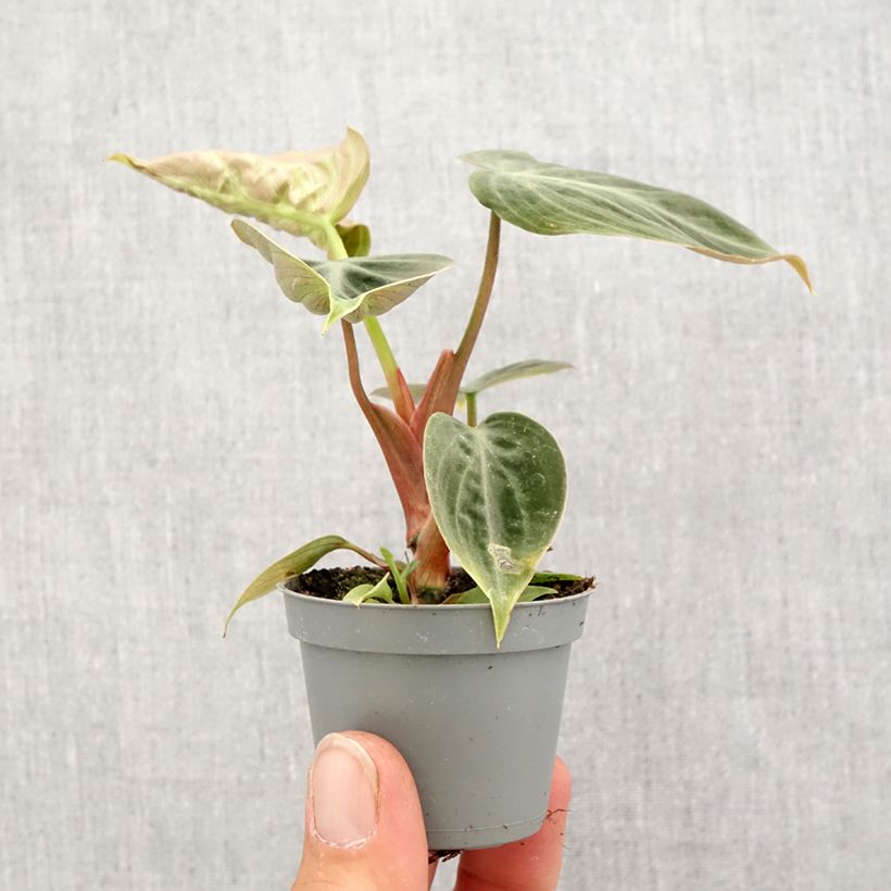 Philodendron El Choco Red - Filodendro miniplanta Ejemplar entregado en la primavera