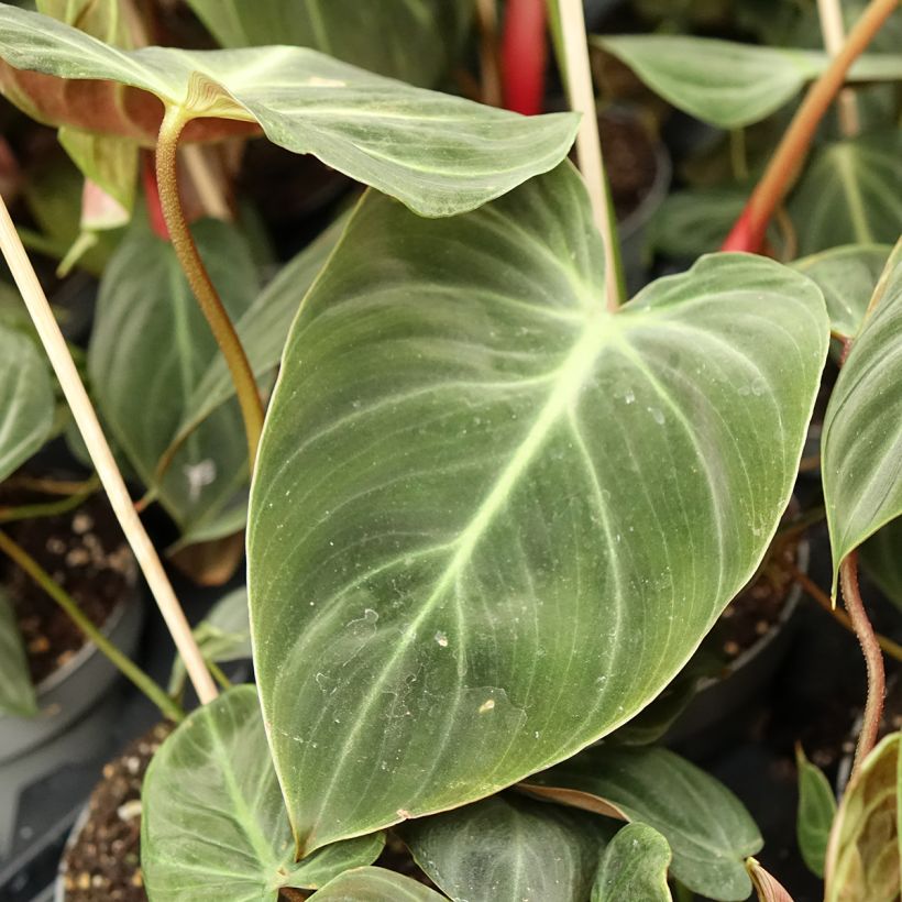 Philodendron El Choco Red - Filodendro (Follaje)