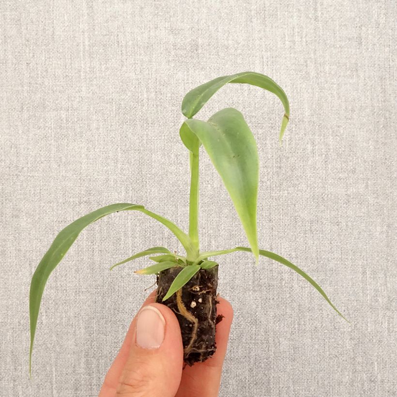 Philodendron elegans - Filodendro miniplanta Ejemplar entregado en la primavera