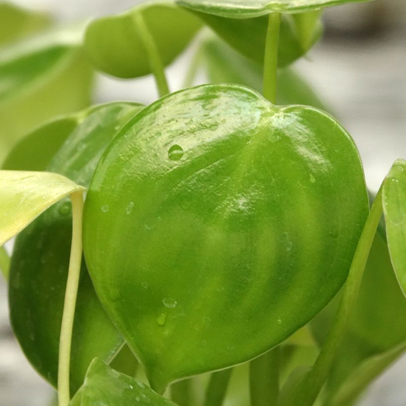 Philodendron grazielae - Filodendro (Follaje)