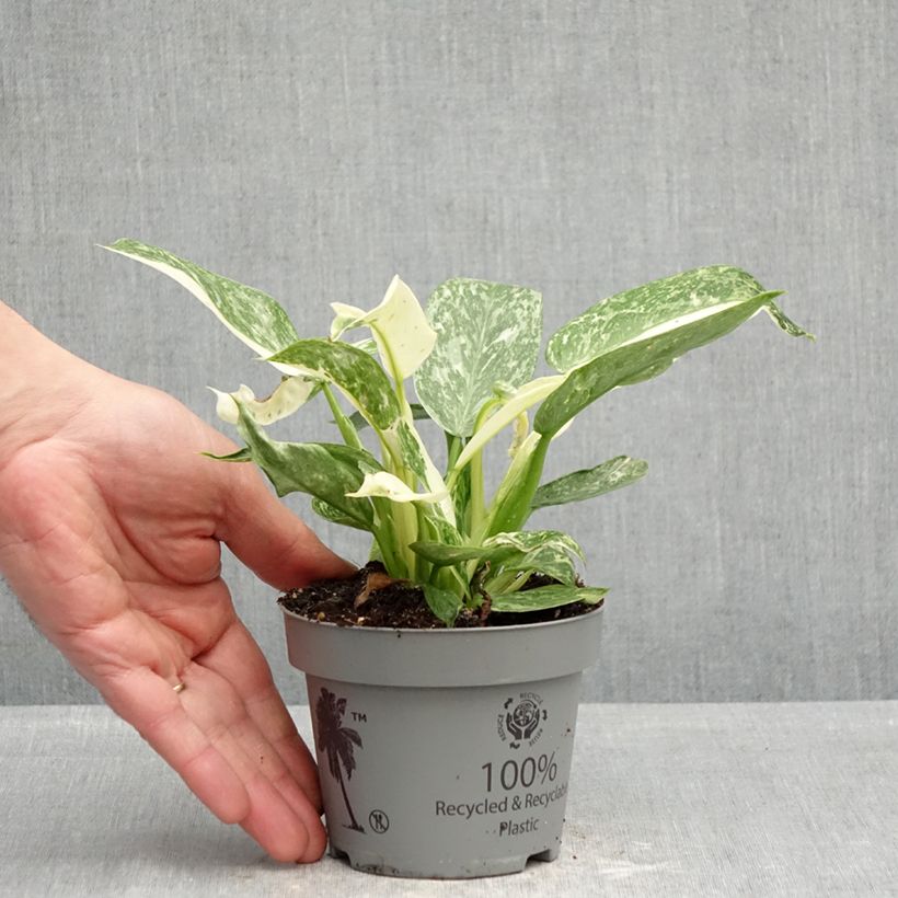 Philodendron Jose Buono - Filodendro Maceta de 12 cm / 13 cm Ejemplar entregado en la primavera