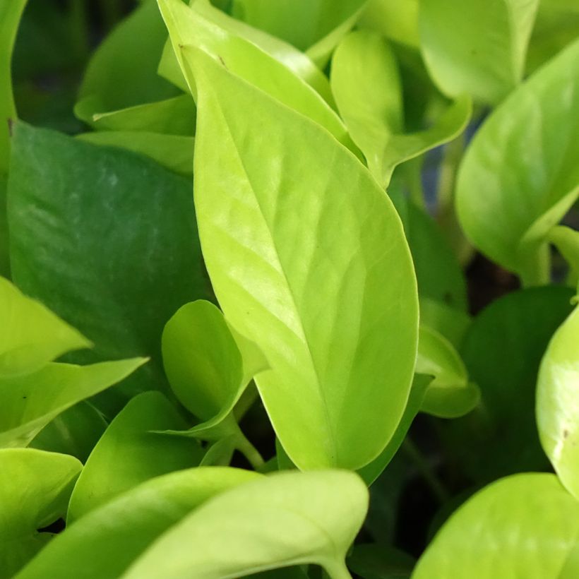 Philodendron Neon - Filodendro (Follaje)