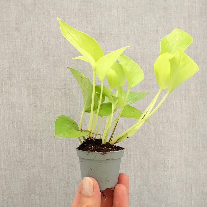 Ejemplar de Philodendron Neon - Filodendro Mini-plante entregado en otoño