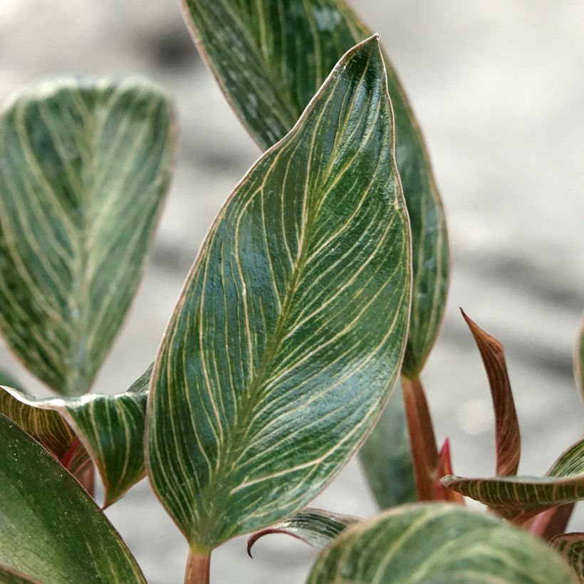 Philodendron Pink Bikini - Filodendro (Follaje)