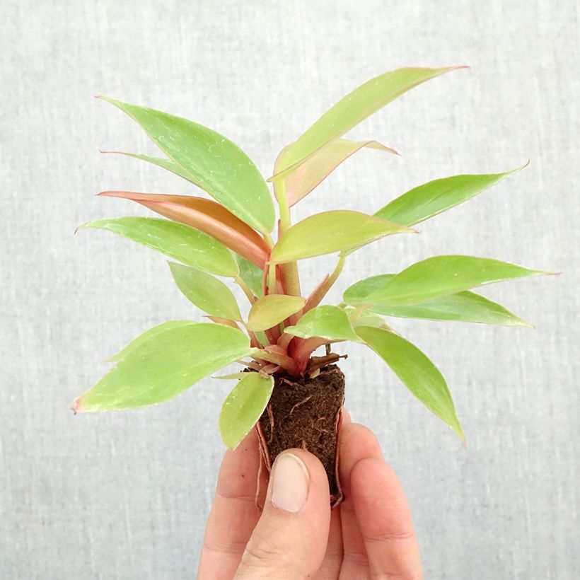 Ejemplar de Philodendron Prince of Orange - Filodendro miniplanta entregado en otoño