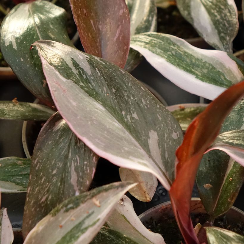 Philodendron Red Anderson - Filodendro (Follaje)
