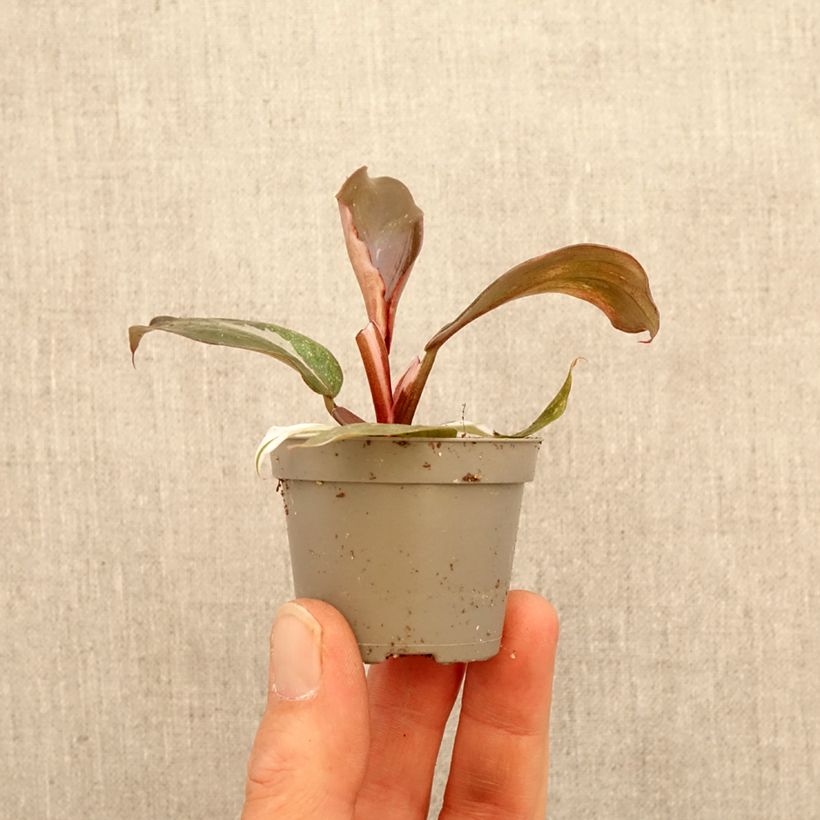 Philodendron Red Anderson - Filodendro miniplanta Ejemplar entregado en la primavera